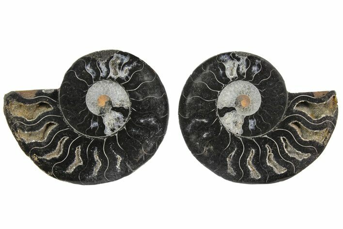 Cut/Polished Ammonite Fossil - Unusual Black Color #165665